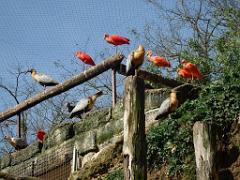 149 BIO PARC DE DOUE LA FONTAINE 6- 2016_000004